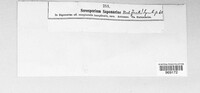 Thecaphora saponariae image